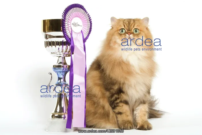 : Persian Cat - Golden shade - sitting next to rosette : Persian Cat - Golden shade - sitting next to rosette