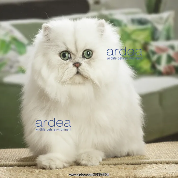  : Persian Cat indoors