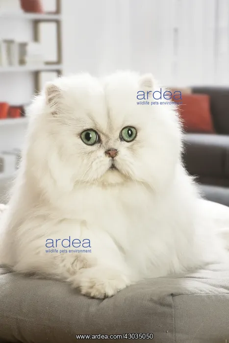  : Persian Cat indoors