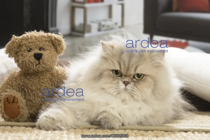  : Persian Cat indoors