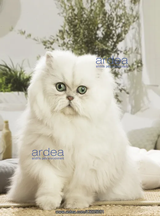  : Persian Cat indoors