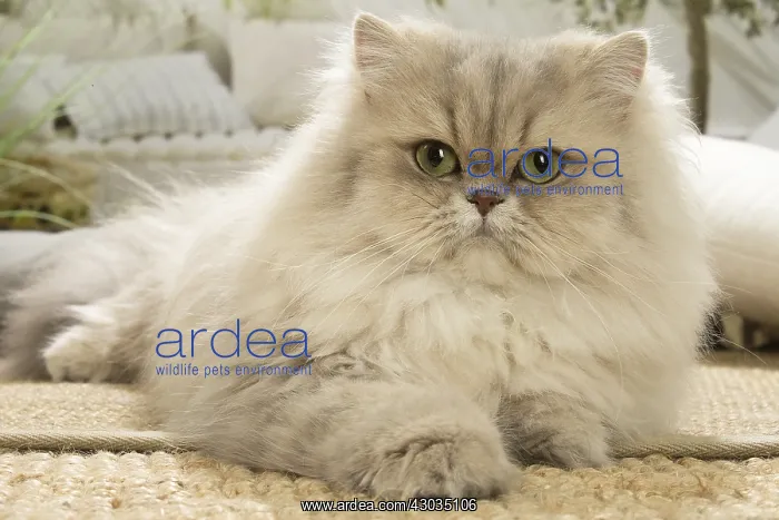  : Persian Cat indoors