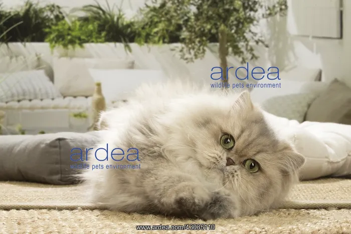  : Persian Cat indoors