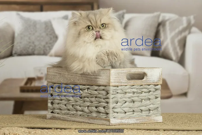  : Persian Cat indoors