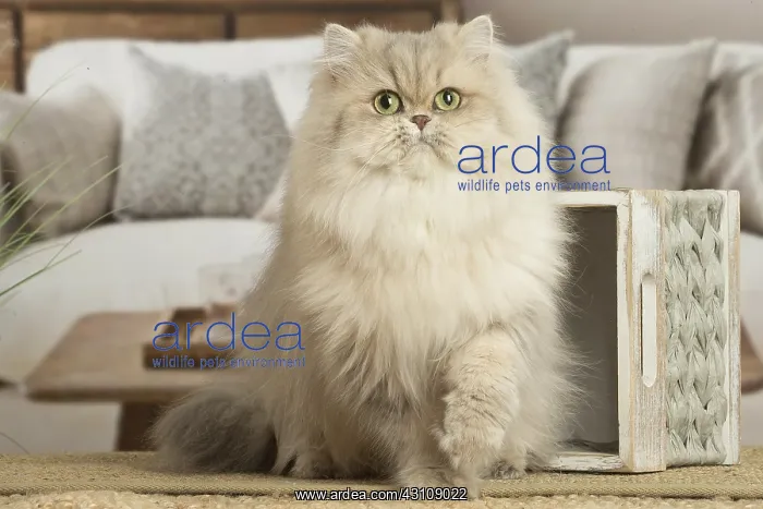  : Persian Cat indoors