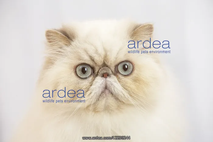 : Persian cat indoors : Persian cat indoors