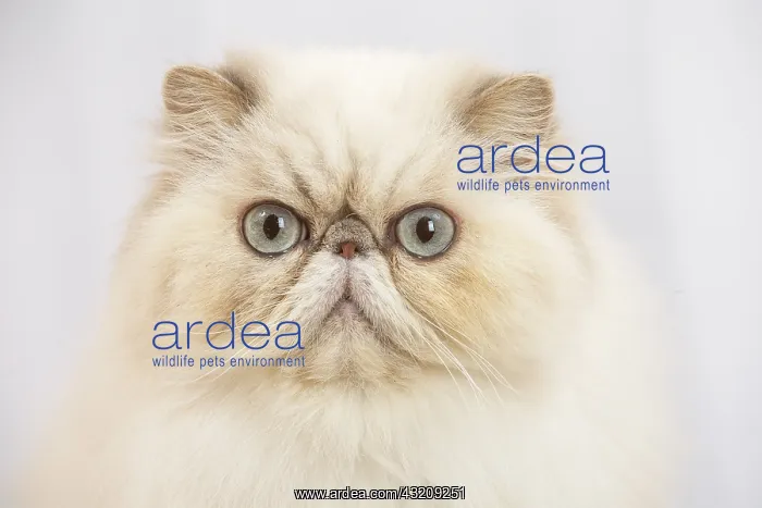 : Persian cat indoors : Persian cat indoors