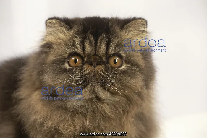 : Persian cat indoors : Persian cat indoors
