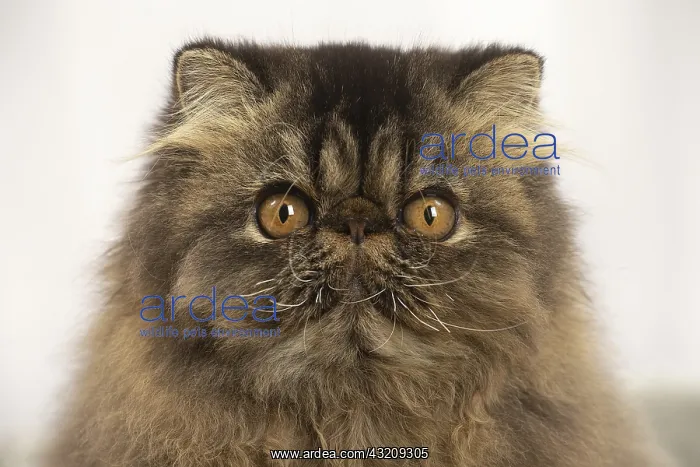 : Persian cat indoors : Persian cat indoors