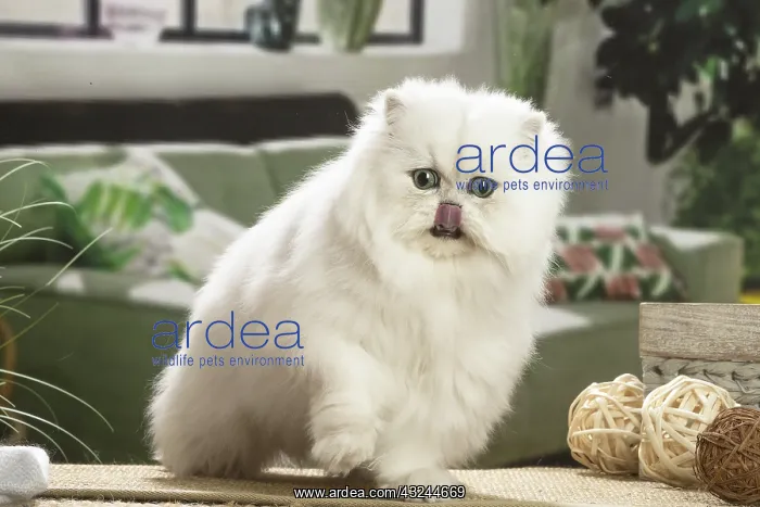  : Persian Cat indoors