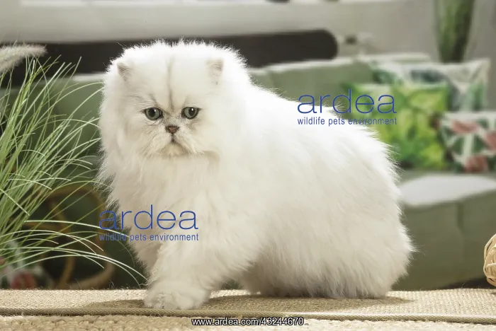  : Persian Cat indoors