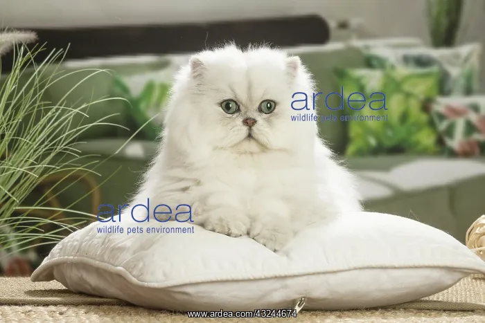  : Persian Cat indoors