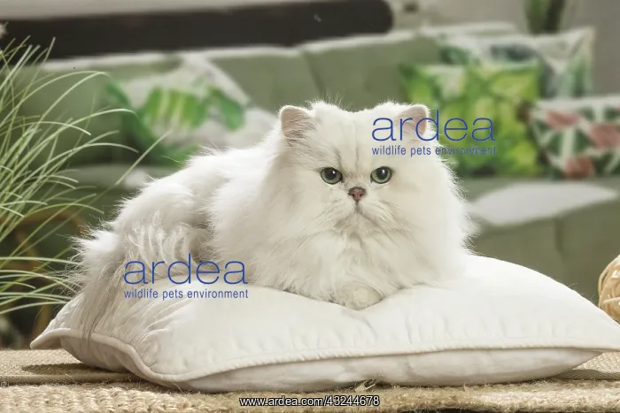  : Persian Cat indoors