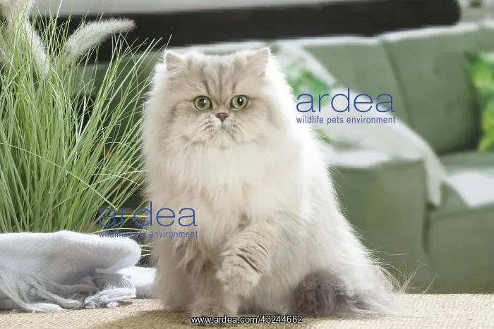  : Persian Cat indoors