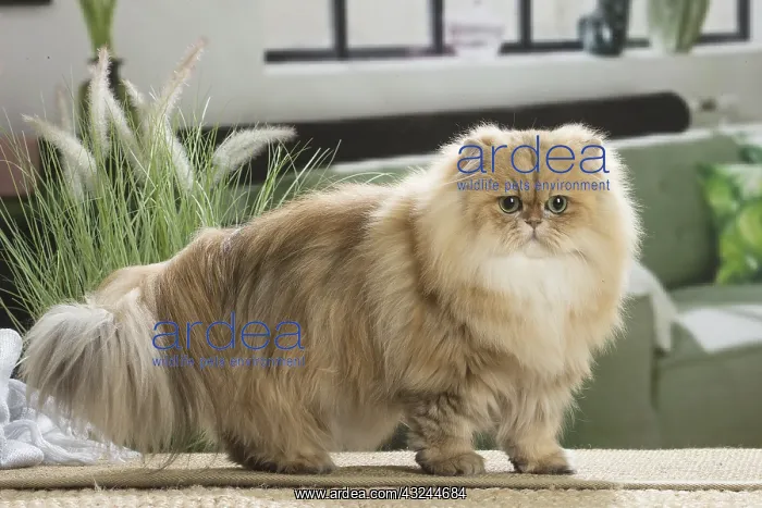  : Persian Cat indoors