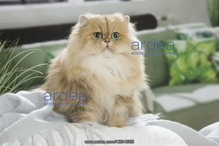  : Persian Cat indoors