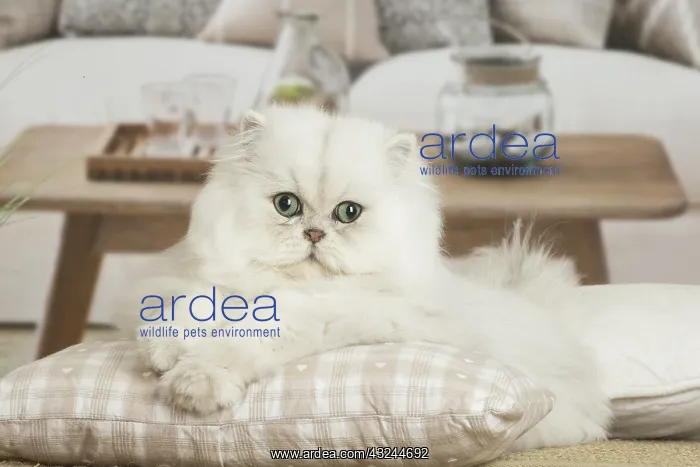  : Persian Cat indoors