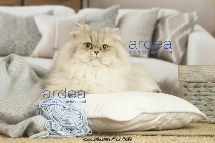  : Persian Cat indoors