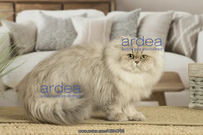  : Persian Cat indoors