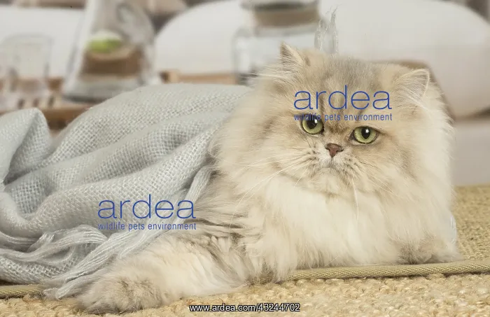  : Persian Cat indoors
