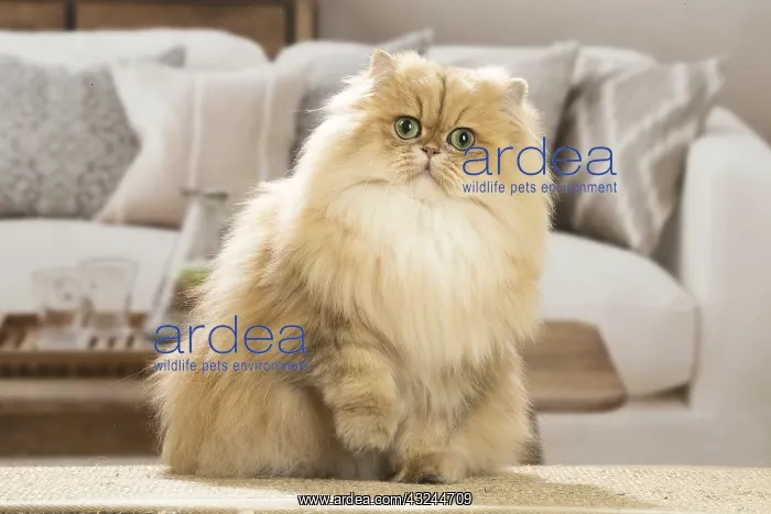  : Persian Cat indoors