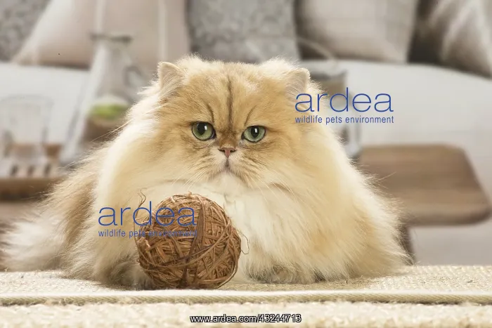 : Persian Cat indoors