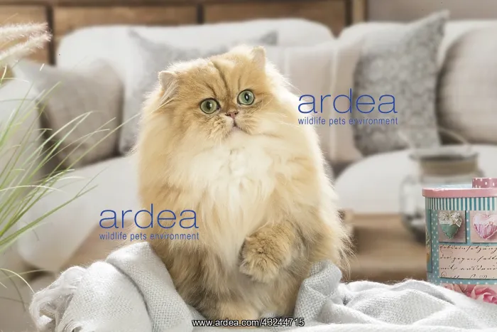  : Persian Cat indoors