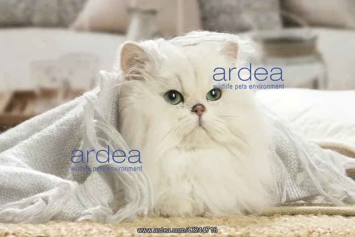  : Persian Cat indoors