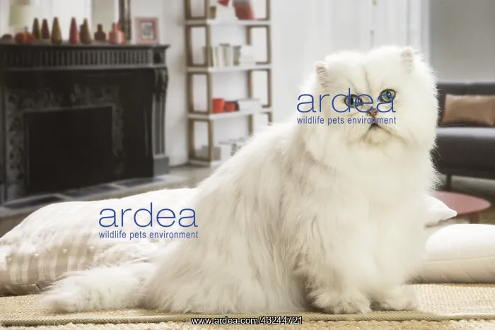 : Persian Cat indoors