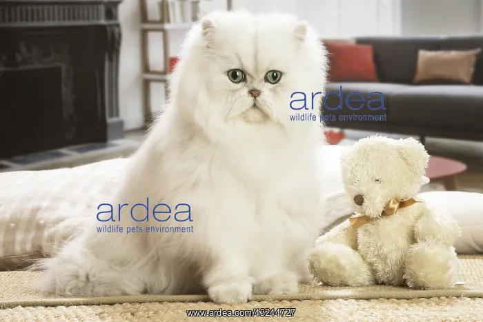  : Persian Cat indoors