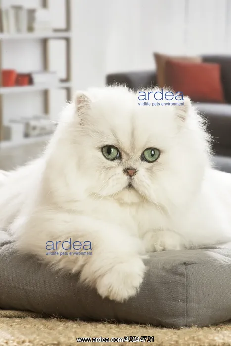  : Persian Cat indoors