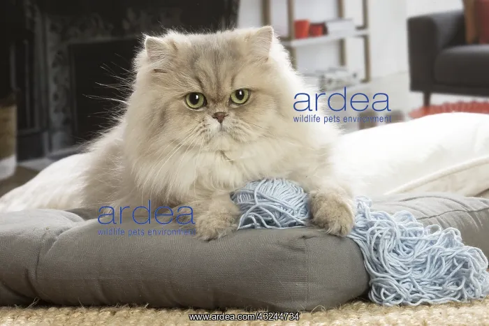  : Persian Cat indoors