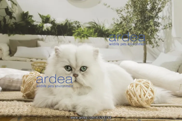  : Persian Cat indoors