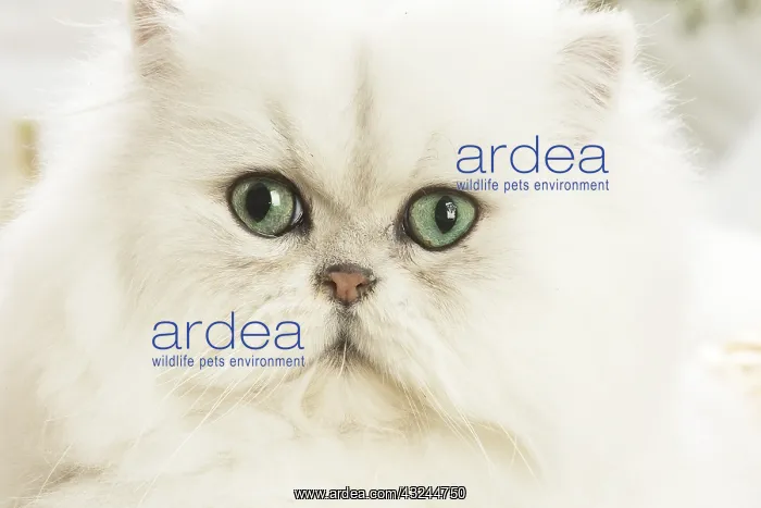  : Persian Cat indoors