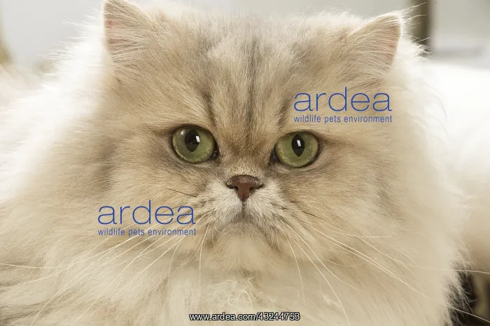  : Persian Cat indoors