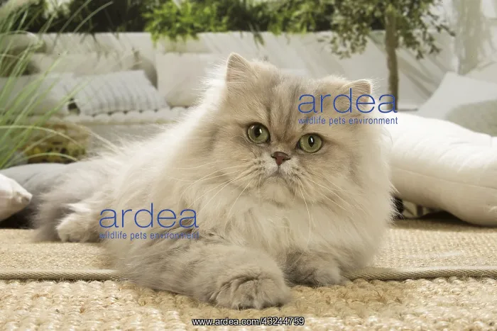  : Persian Cat indoors