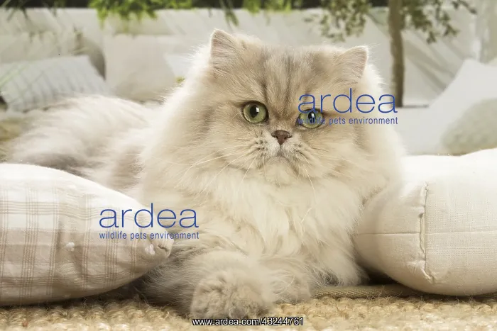  : Persian Cat indoors