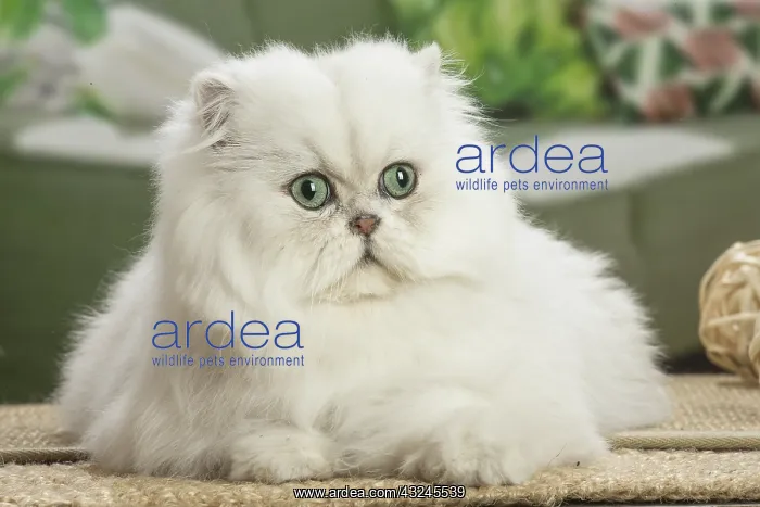  : Persian Cat indoors