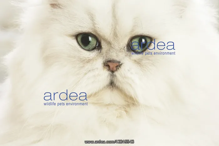  : Persian Cat indoors