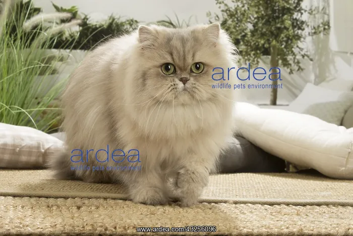  : Persian Cat indoors
