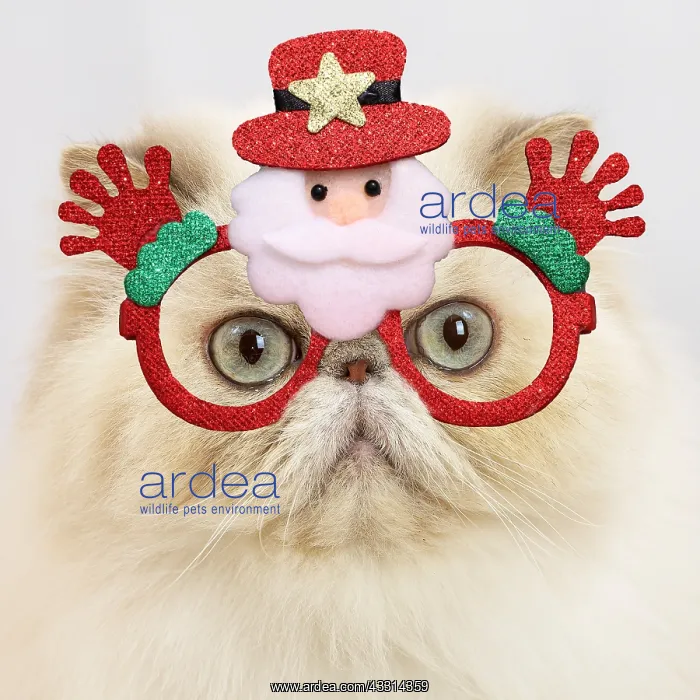 : Persian cat indoors : Persian cat indoors
