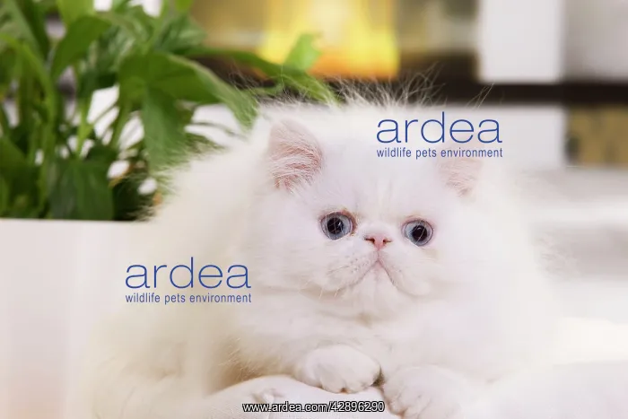  : Persian Cat - kitten