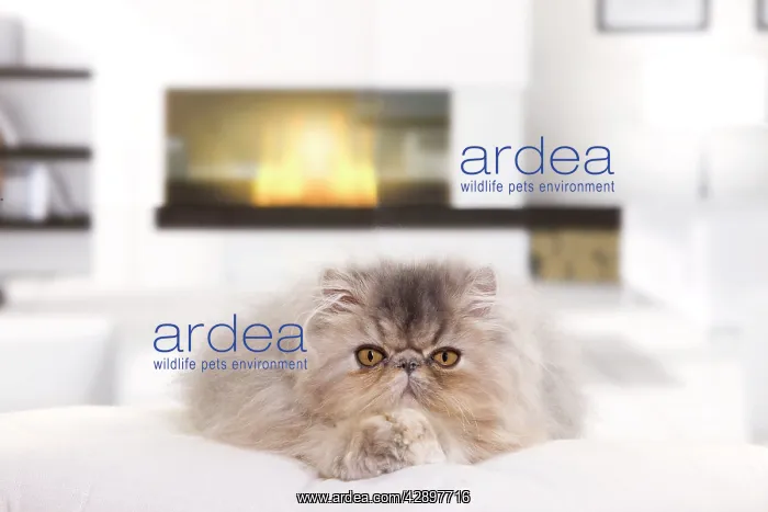  : Persian Cat - kitten