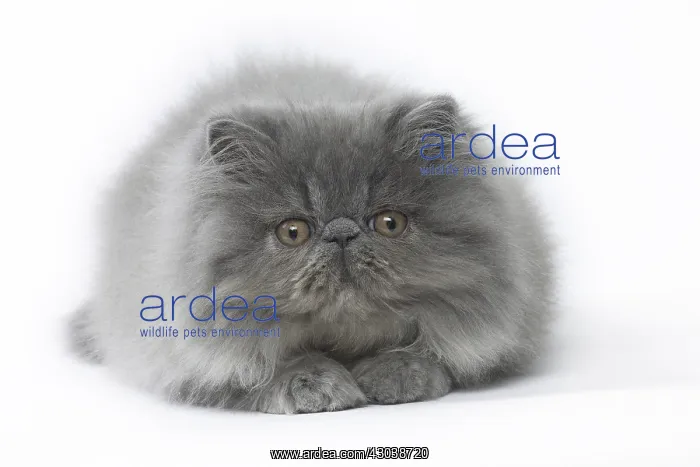  : Persian Cat kitten