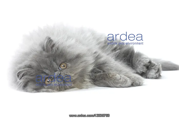  : Persian Cat kitten