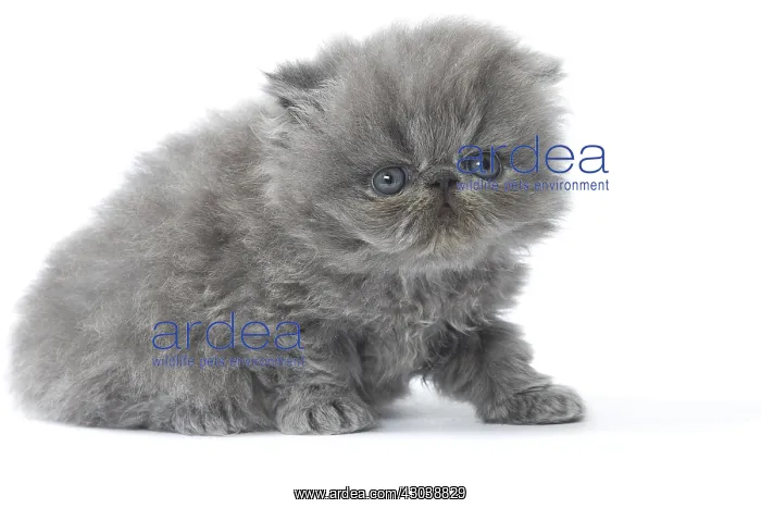  : Persian Cat kitten