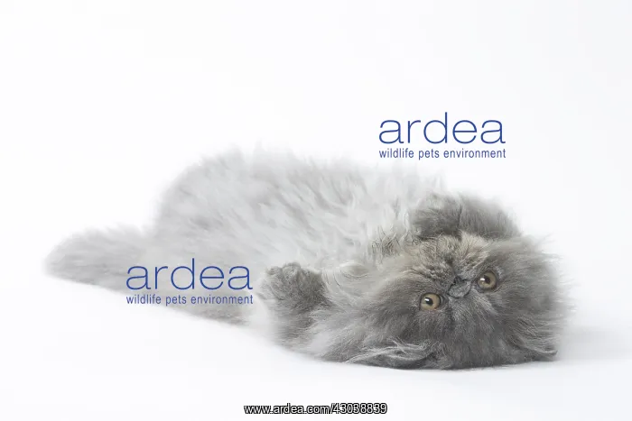 : Persian Cat kitten : Persian Cat kitten