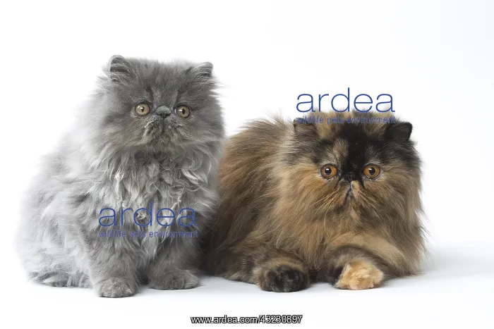  : Persian Cat and kitten