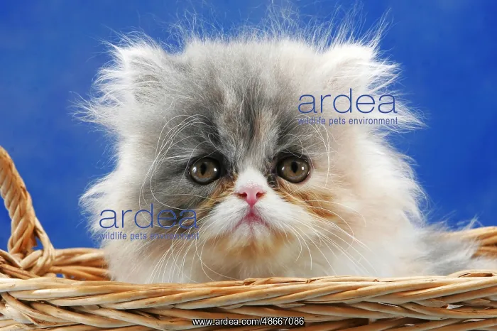 : Persian cat, kitten, 7 weeks : Persian cat, kitten, 7 weeks