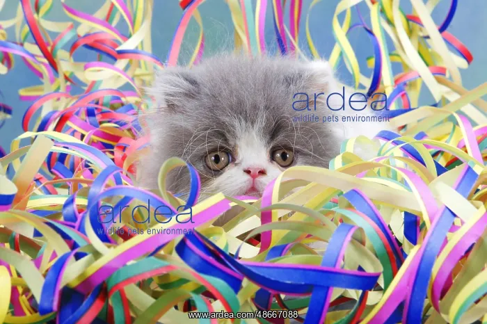 : Persian cat, kitten, 7 weeks, with streamers : Persian cat, kitten, 7 weeks, with streamers